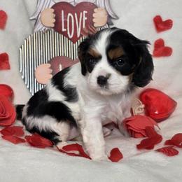 Lovey - Tri-color female Cavalier King Charles Spaniel puppy in Stilwell, Oklahoma from Love Bug Cavaliers