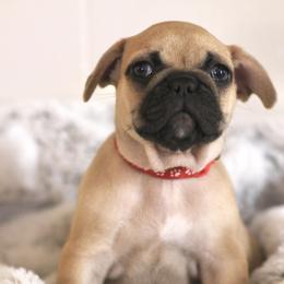 French Bulldog Puppies from White Hippo Frenchies