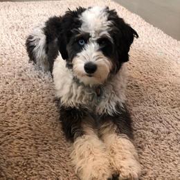 Aussiedoodles and Goldendoodles from Backyard Doodles