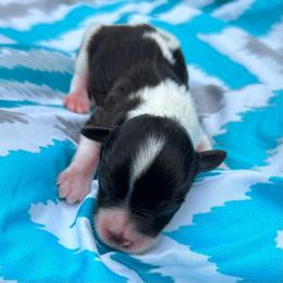 Tommy - Parti male Miniature Schnauzer puppy in Clover, South Carolina from Bobo’s Babies Kennels