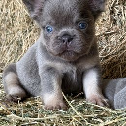 Lilac Fluffy boy - Blue male French Bulldog puppy in Brooksville, Florida from Post Farm Rottweilers & French Bulldogs