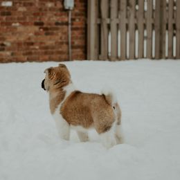 Akita Puppies from Gallant Akitas