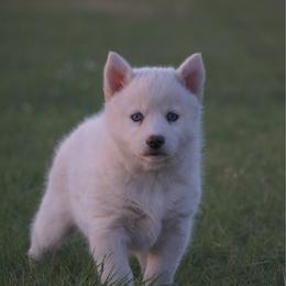 Carnival - White female Pomsky puppy in Krum, Texas from Paw-Some Pomskies