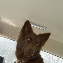 Rebel - German Shepherd