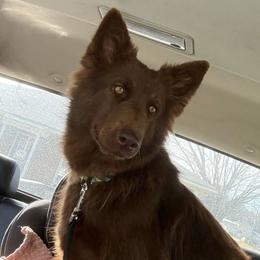 Rebel - German Shepherd