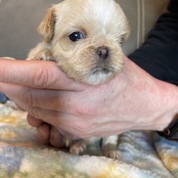 Brussels Griffon Puppies from Shelly's Brussels Griffons