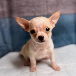 Andy - Fawn and white male Chihuahua puppy in Sherwood, Arkansas from Bartelt Breeders