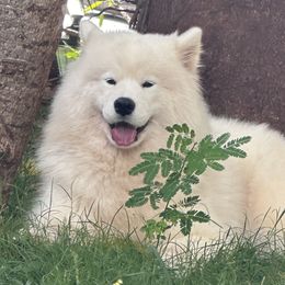 Samoyeds from Aloha Samoyeds