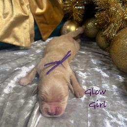 Glow - Light golden female Golden Retriever puppy in Rockville, Minnesota from Bracha Poodles & Doodles