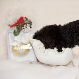 "Kirby" Aussiedoodle, Cockapoo, and Goldendoodle Puppies from West Coast Doodles