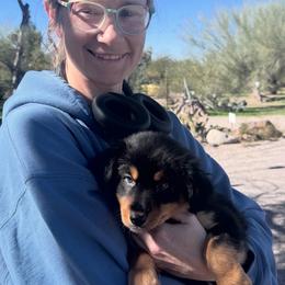 Peppercorn - Black tri-color male Australian Shepherd puppy in Tucson, Arizona from TTTNT Aussies