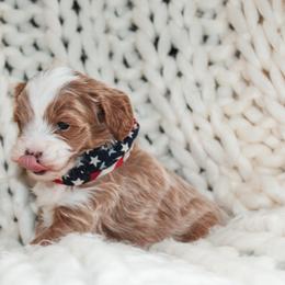 Cavapoo Puppies from Cavapoo Corner