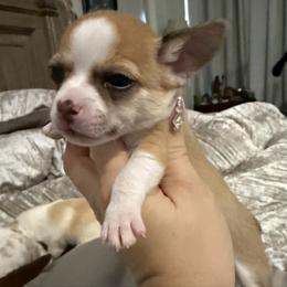Boy 2 - Black sabled fawn male Chihuahua puppy in Lees Summit, Missouri from Divine K9s LLC