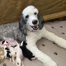 Ivy - Sheepadoodle