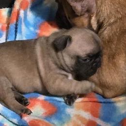 Herbie - Fawn male French Bulldog puppy in Three Rivers, Michigan from Jemms Kennels