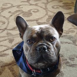 Bentley - French Bulldog