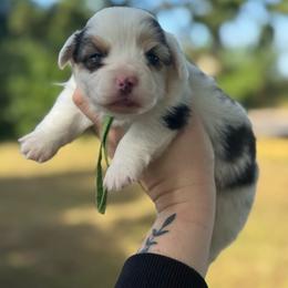 Scooby fluffy (green) - Blue merle and white male American Corgi puppy in East Oakdale, California from Rhettro Kennels