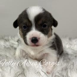 Shelly - Gray and white female American Corgi puppy in White Hall, Maryland from Folly Acres Corgis