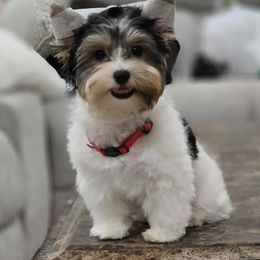 Rex - Black tan and white male Biewer Terrier puppy in Modesto, California from Granny's yorkshire Terrier Modesto California