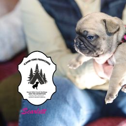 French Bulldog Puppies from Camp Fine Frenchies