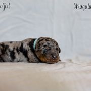 Arugula - Harlequin Beauceron puppy in Escondido, California from Wildfire Kennels