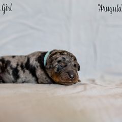 Arugula - Harlequin Beauceron puppy in Escondido, California from Wildfire Kennels