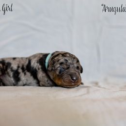 Arugula - Harlequin Beauceron puppy in Escondido, California from Wildfire Kennels