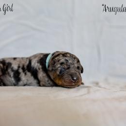 Arugula - Harlequin Beauceron puppy in Escondido, California from Wildfire Kennels
