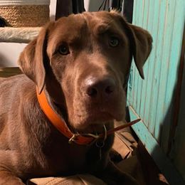 Dilute Retrievers and Labrador Retrievers from Sterling J Labradors
