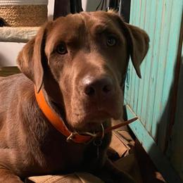 Dilute Retrievers and Labrador Retrievers from Sterling J Labradors