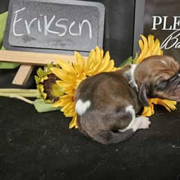 Eriksen - Mahogany and white male Basset Hound puppy in Pleasant Lake, Michigan from Pleasant Bay Basset Hounds