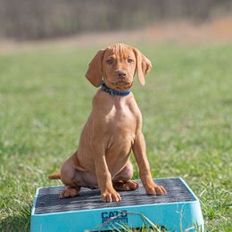 German Shorthaired Pointer and Vizsla Puppies from Nosam Kennels