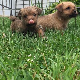 Norfolk Terrier Puppies from B-Joli Norfolk Terriers