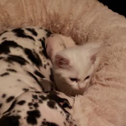 Great Dane Puppies from HCC Great Danes