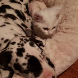 Great Dane Puppies from HCC Great Danes