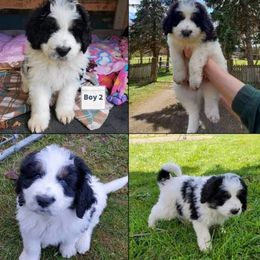 Bernedoodles from Terry Jorgensen's Bernedoodles