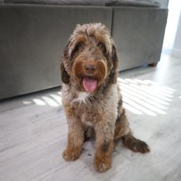Penny - Bernedoodle