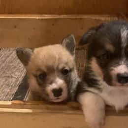 Karakachan and Pembroke Welsh Corgi Puppies from Rock Solid Ranch