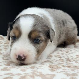 Boy 1 - Blue merle male Miniature Australian Shepherd puppy in Arcadia, Indiana from Sunset Cowgirl Mini Aussies