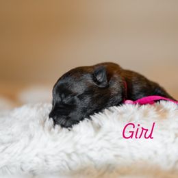 Fuchsia - Gold brindle female Dutch Shepherd puppy in Auburn, Georgia from Faberge Hollandse Herdershond