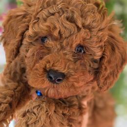 Cupid - Red  male Goldendoodle puppy in Vernon, Texas from Sugarland's Texas Goldendoodles