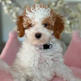 Brielle - Parti female Goldendoodle puppy in Yuciapa, California from AlltheDoodlez_