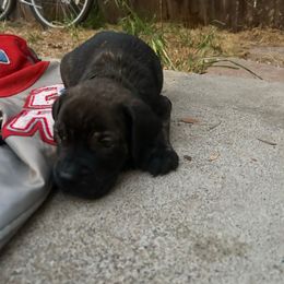 Pine Tree - Black brindle male Cane Corso puppy in Elk Grove, California from DiamondBabyCorso