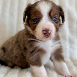 Scarlett - Red merle female Miniature Australian Shepherd puppy in East Berlin, Pennsylvania from Dusty Spring Australian Shepherds, LLC