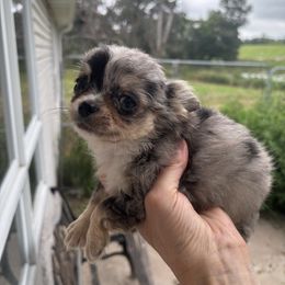 Tiny Solid merle male - Merle male Chihuahua puppy in Isanti, Minnesota from Happy Little Chihuahuas