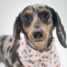 Stormi - Dapple female Dachshund puppy in Mesa, Arizona from Dach Army LLC