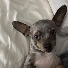 Chihuahuas and Dachshunds from Cripple Creek Farms