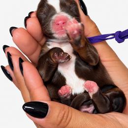Emmy Lu - Black tri-color female Assorted Doodle Crosses puppy in Yuciapa, California from AlltheDoodlez_