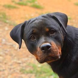 Dixie - Rottweiler