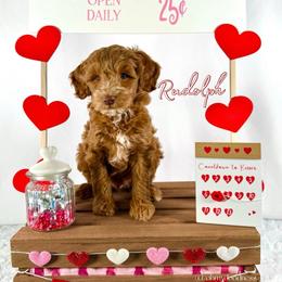Rudolph - Red  male Goldendoodle puppy in Waterford, Michigan from Oh My Doodness!